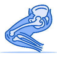 عضلانی_اسکلتی